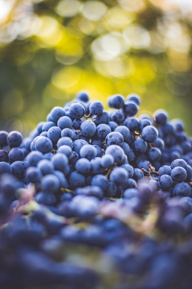 Wie wird alkoholfreier Wein hergestellt?