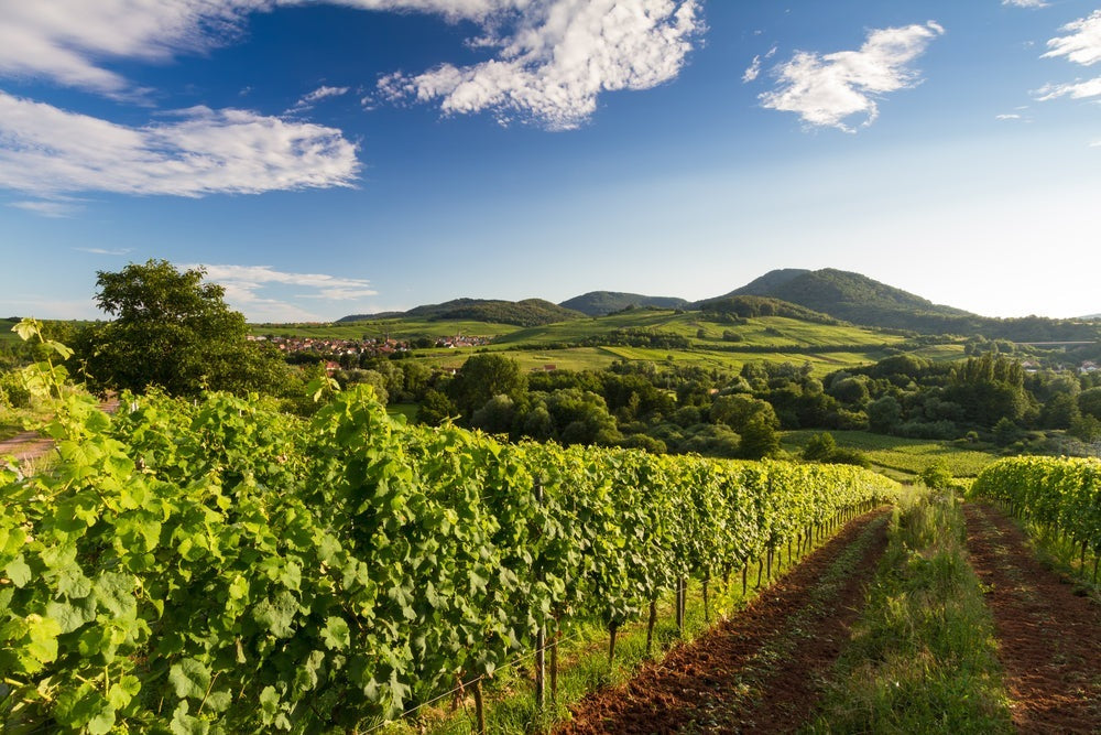 Rheinlandpfalz-weingut