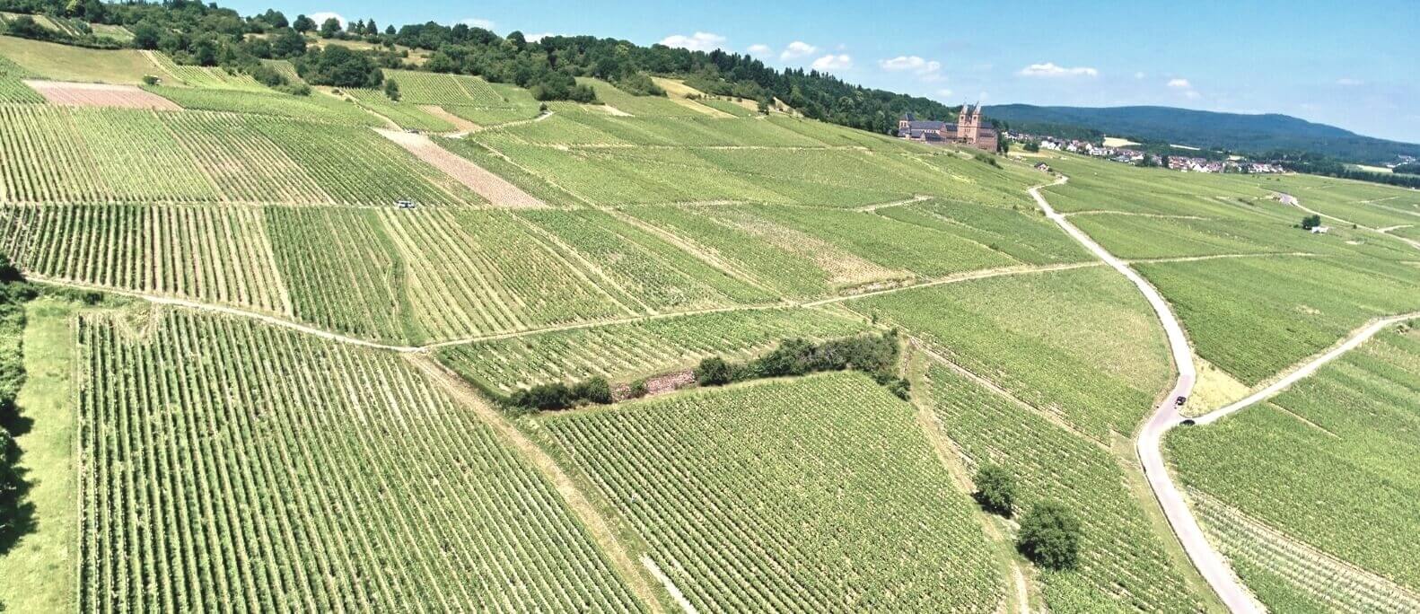 Weingut-Leitz-alkoholfrei