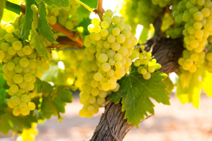 WEINGUT LEITZ alkoholfreier Weisswein - Chardonnay