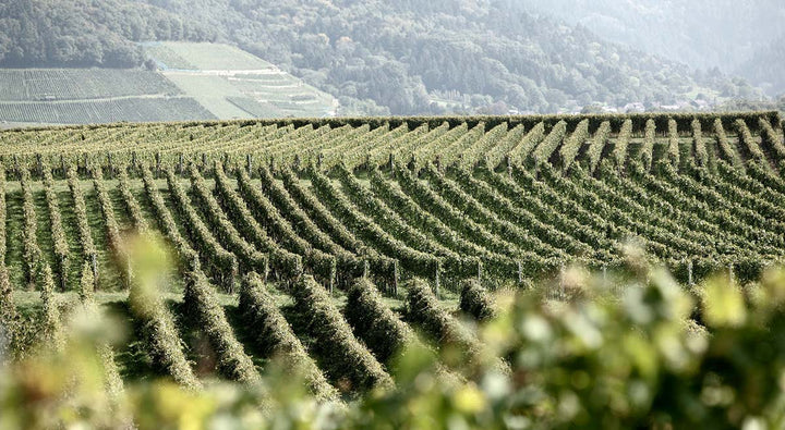 weingut-zotz-alkoholfrei-vom-winzer